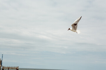 
Seagulls flying over the sea. bird wings