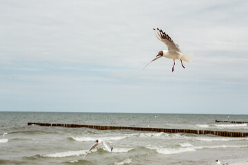 
Seagulls flying over the sea. bird wings