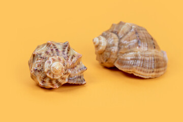 Sea shell on yellow background. Summer. Sea