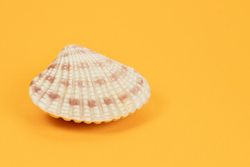 Sea shell on yellow background. Summer. Sea