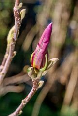 Magnolia Susan (Magnolia liliiflora x Magnolia stellata) in garden