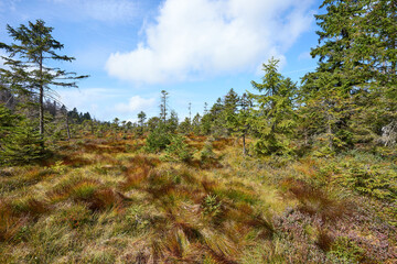 Landscape of Harz National Park in Germany - Dying woods, moors and footpaths.