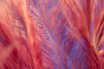 fluff of bird feather on blue glittering background