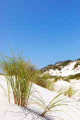Obraz premium Coastal sand dune landscape of Fish Hoek, Cape Town