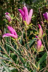 Magnolia Susan (Magnolia liliiflora x Magnolia stellata) in garden