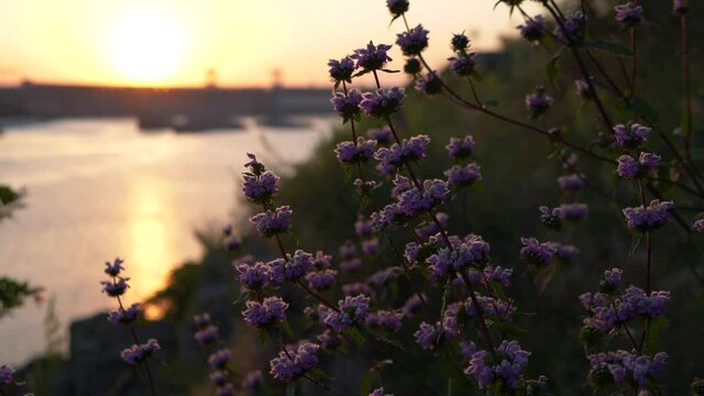 The beginning of a new day in nature. Beautiful slow motion footage with wild wildflowers at dawn against the backdrop of the rising sun and river.