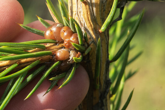 Coccidae on a spruce brancCoccidae on a spruce branch. Macro. Diseases of conifers Insects, horticulture, agriculture, garden diseases and pests.