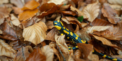 Feuersalamander (Salamandra salamandra) 