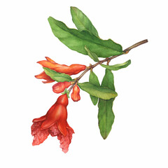 Fototapeta premium Beautiful pomegranate tree branch with flower, buds and green leaves. (also called Punica granatum). Watercolor hand drawn painting illustration isolated on white background.