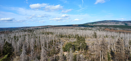 Dying forest (because of Bark Beetle) in Harz National Park in Germany. 
