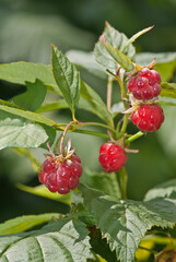 Red Raspberry (Rubus idaeus) in orchard