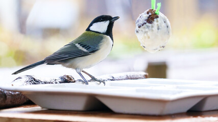 バードケーキを食べるシジュウカラのメス