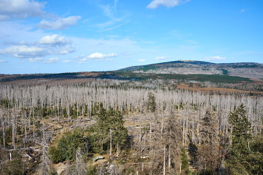 Dying forest (because of Bark Beetle) in Harz National Park in Germany. 