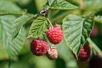 Red Raspberry (Rubus idaeus) in orchard