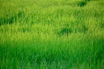 green rice field