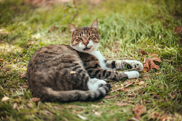 Naklejka na ściany i meble Panoramic shot of a striped curious adult cat is looking at the camera. Selective focus on the eyes.