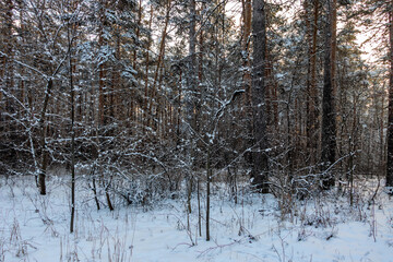 Landscape, snow-covered branches of bare trees in a winter sunny forest.