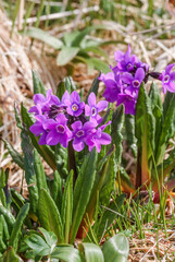 Chukchi Primrose (Primula tschuktschorum) at St. George Island, Pribilof Islands, Alaska, USA