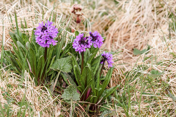 Obraz premium Chukchi Primrose (Primula tschuktschorum) at St. George Island, Pribilof Islands, Alaska, USA
