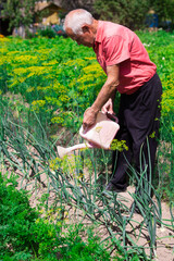 farmer watering the green onion beds in the rustic vegetable garden