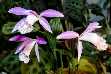 Taiwan Pleione (Pleione formosana) in greenhouse