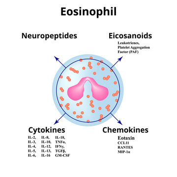 Eosinophil. Immune blood cell. Chemokines. Vector illustration on isolated background