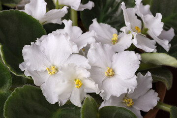 Obraz premium Close up of white flowers of potted african violet.