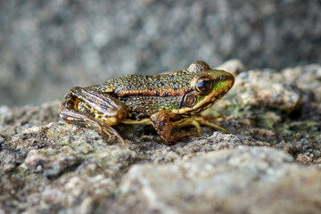 
frog, amphibian, animal, nature, green, toad, wildlife, water, eye, macro, brown, frogs, animals, reptile, sitting, wet, common, wild, close-up, close-up, pond, environment, water, green, swamp, amph