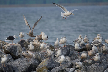 Mantelmöwen und Silbermöwen an der Ostsee	