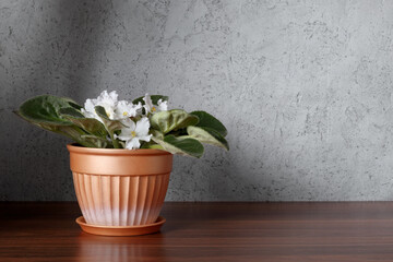 African violet with white flowers in flower pot on wooden shelf near wall. Interior background.