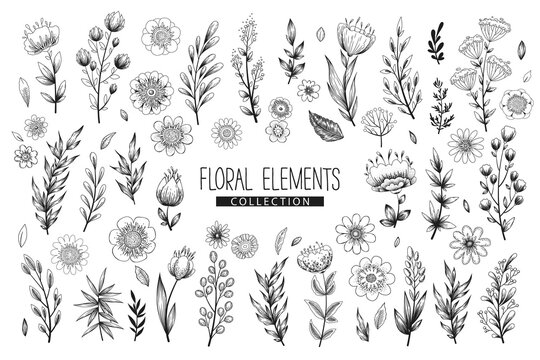 Vector floral elements collection with hand drawn flowers, leaves branches and herbs isolated on white background. Vintage botanical illustration for print, fabric, wallpaper, card