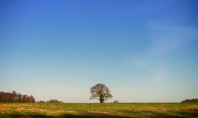 Tree on the skyline.