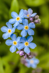 Obraz premium Forget-me-flowers closeup on a green background
