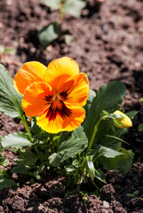 Pansy (Viola x wittrokiana) in garden