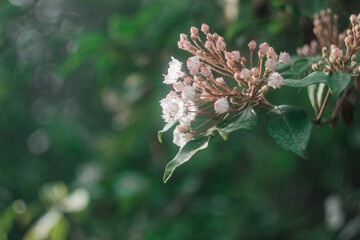 Spring background with branch with little pink and white flowers and green leaves and bokeh