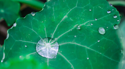 water drops on a green leaf after rain