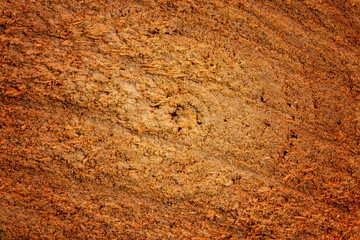 Texture of a felled tree