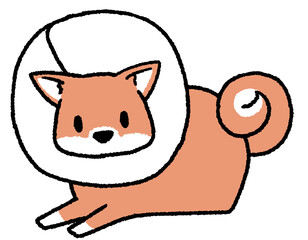 エリザベスカラーをつけた大型犬（柴犬）