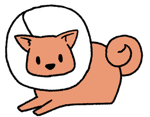 エリザベスカラーをつけた大型犬（茶色）