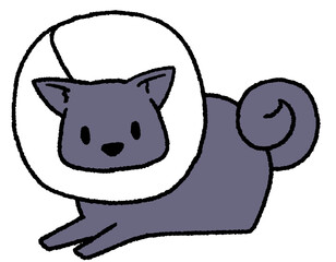 エリザベスカラーをつけた大型犬（黒色）