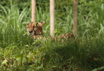 Cat of prey in its enclosure and basking