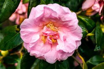 Camellia x Williamsii 'Exaltation' a spring summer shrub plant with a winter springtime pink  flower stock photo image