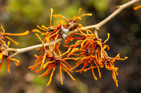 Hamamelis x Intermedia 'Aphrodite' (Witch Hazel) a winter spring flowering shrub plant which has a highly fragrant springtime yellow orange flower and leafless when in bloom stock photo image