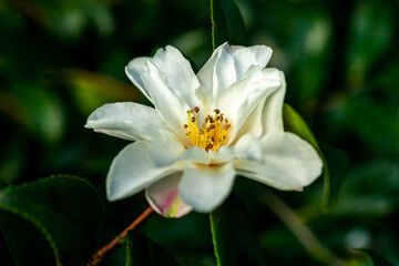 Obraz na płótnie Canvas Camellia Vernalis a spring summer shrub plant with a winter springtime white flower stock photo image