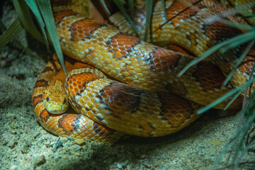 The North American corn snake (Pantherophis guttatus)