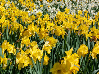Fototapeta premium Daffodils (narcissus) a springtime yellow flower bulb plant growing outdoors in a public park during the spring season, stock photo image