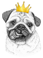 pug dog head hand drawn illustration. Doggy with crown on his head