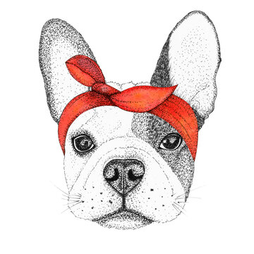 sketch french bulldog dog head hand drawn illustration. Doggy in pin-up red bandana, isolated.