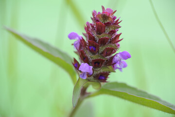 Prunella vulgaris