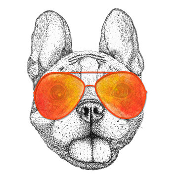 happy french bulldog dog head hand drawn illustration. Doggy in sunglasses, isolated